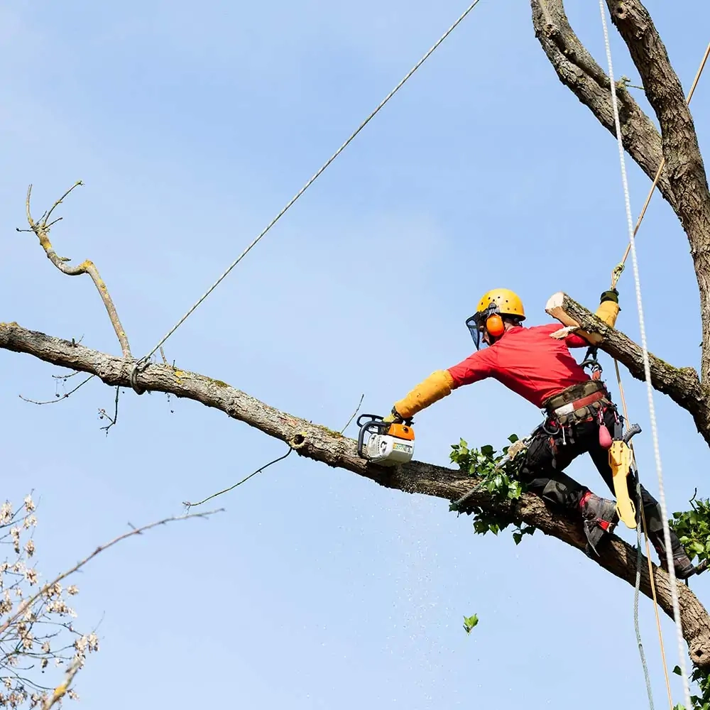 Quels types d'arbres votre entreprise est-elle qualifiée pour élaguer ?