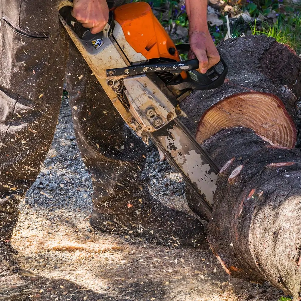 Quel est le processus de votre entreprise pour évaluer les besoins d'élagage d'un arbre ?