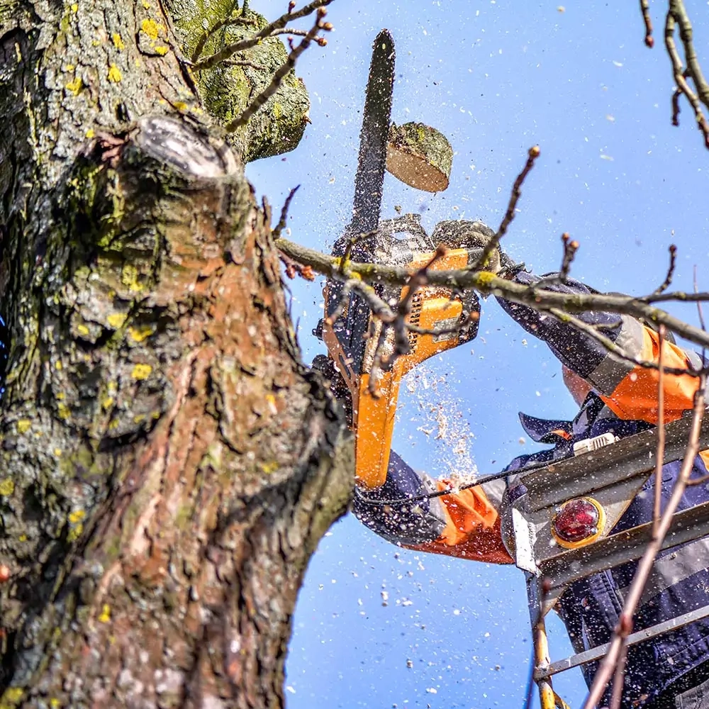 Comment votre entreprise garantit-elle la sécurité lors de l'élagage des arbres ?