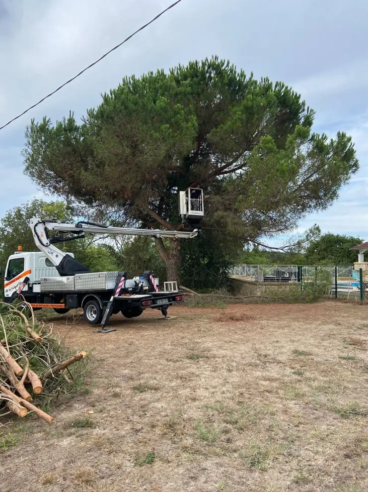 Abattage d'un pin parasol sur Fleurance