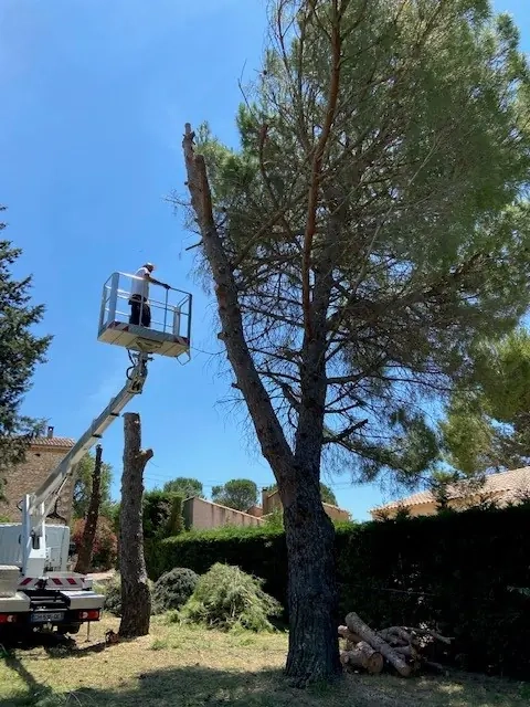 Tailles d'arbres et étêtage non-loin de Fleurance