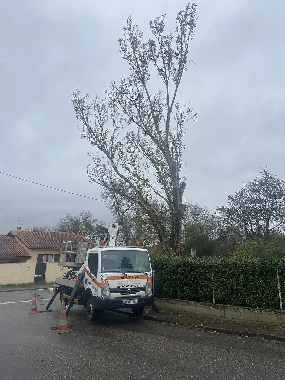 Abattage des peupliers à Fleurance