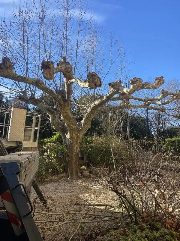 Taille d’un platane à Lectour